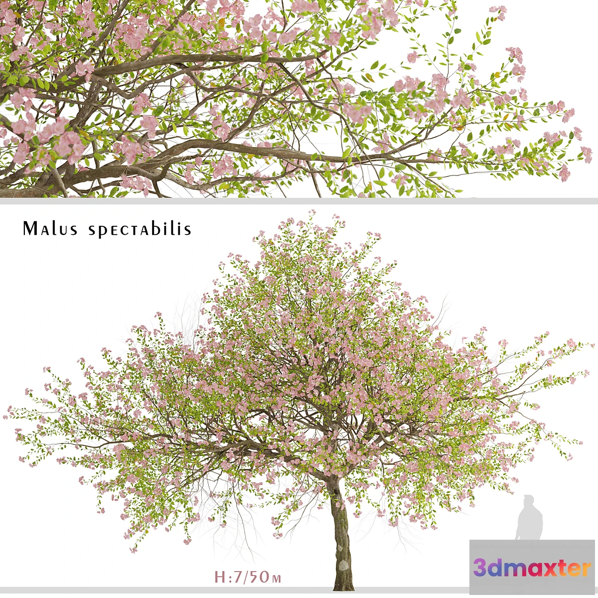 1411026 - Malus spectabilis Tree (Chinese Flowering Crabapple) (1 Tree) 3D Max