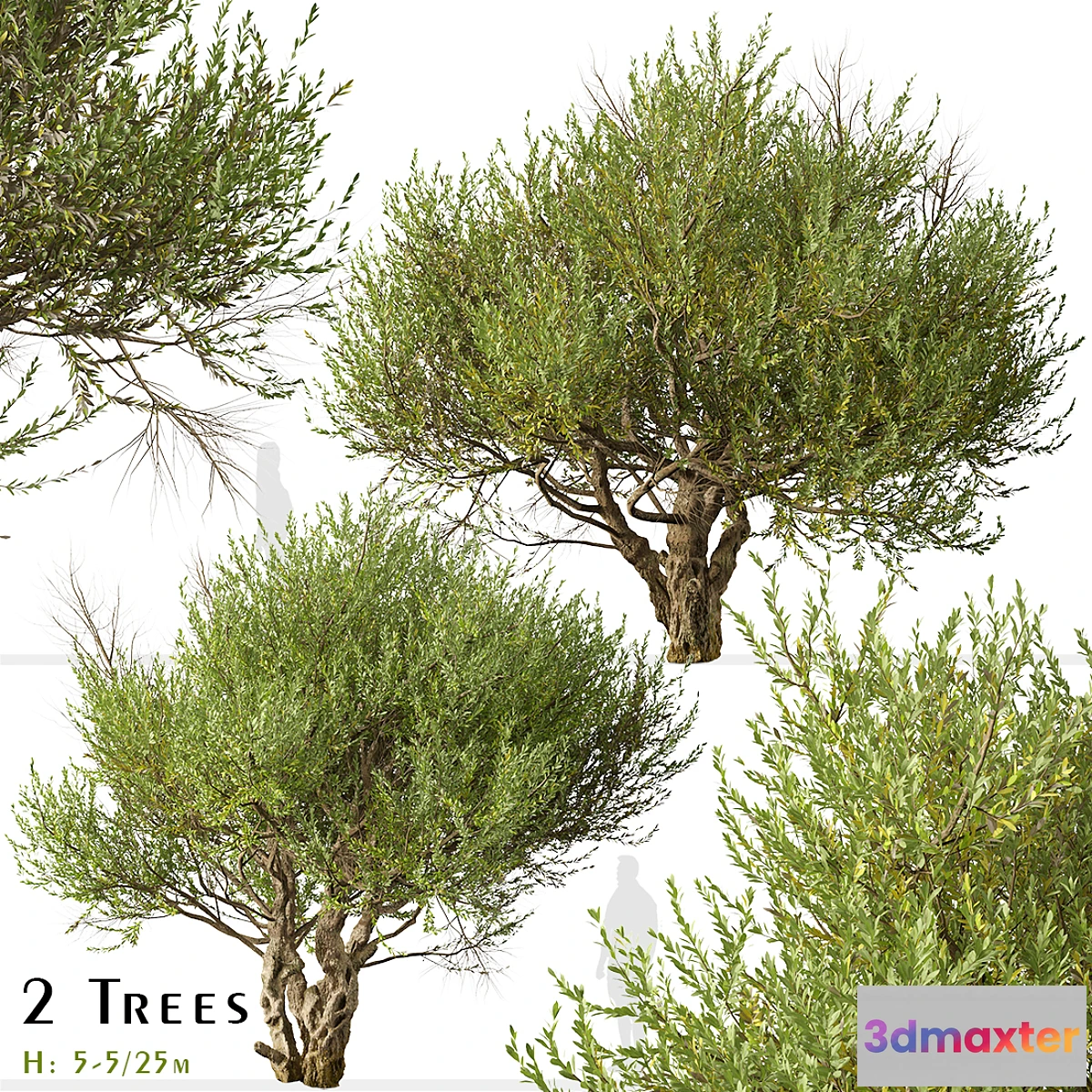 1413080 - Set of Olive Tree (European olive) (2 Trees) 3D Max