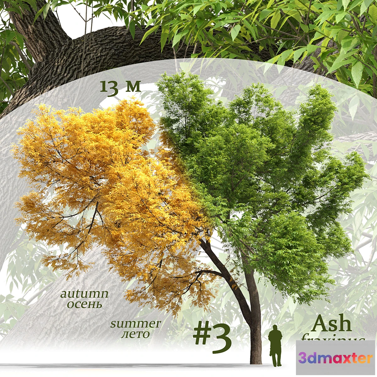 1413490 - Ash-tree _ Fraxinus #3 3D Max