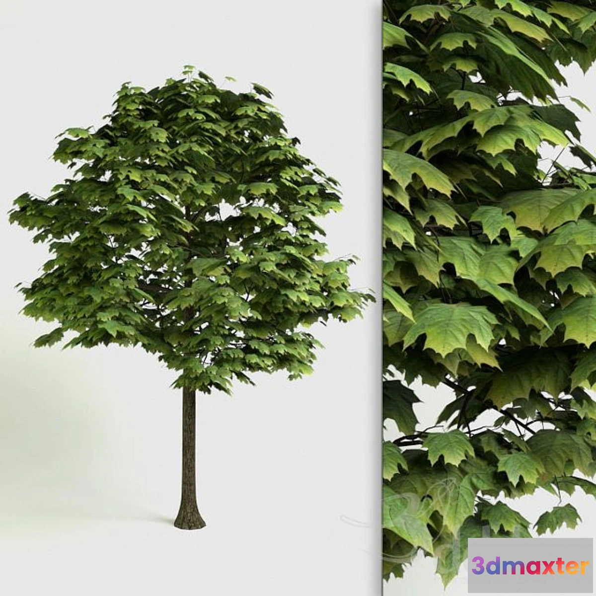 1413518 - Acer Platanoides - detailed 3D Tree 3D Max