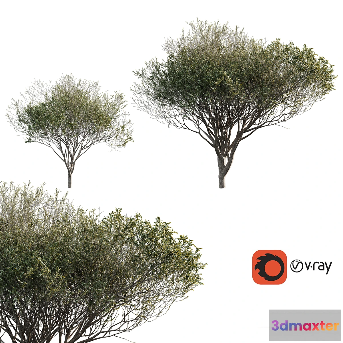 1413982 - Acacia tortilis (Vachellia tortilis) 3D Max