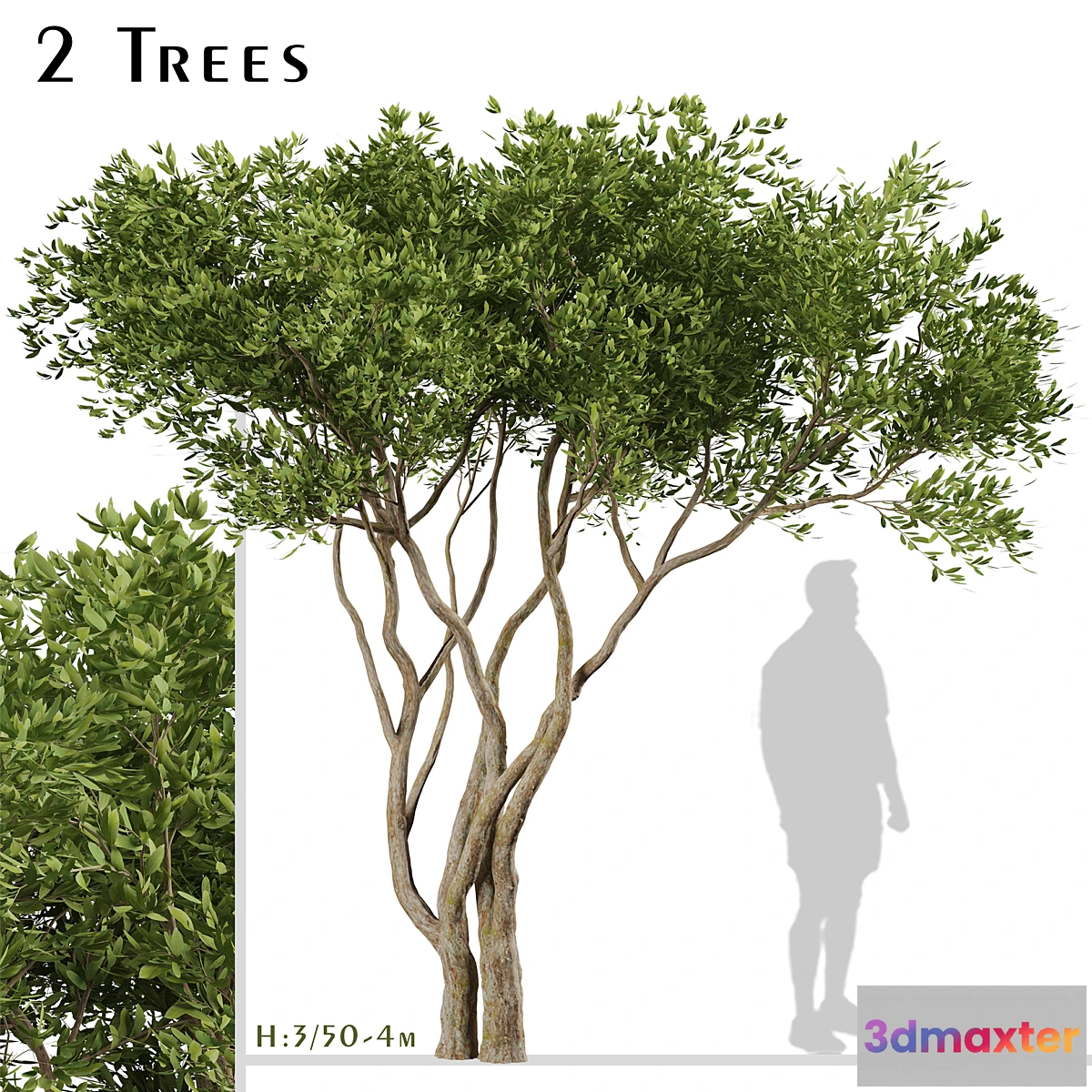 1414108 - Set of Olive Trees (Olea Europaea) (2 Trees) 3D Max