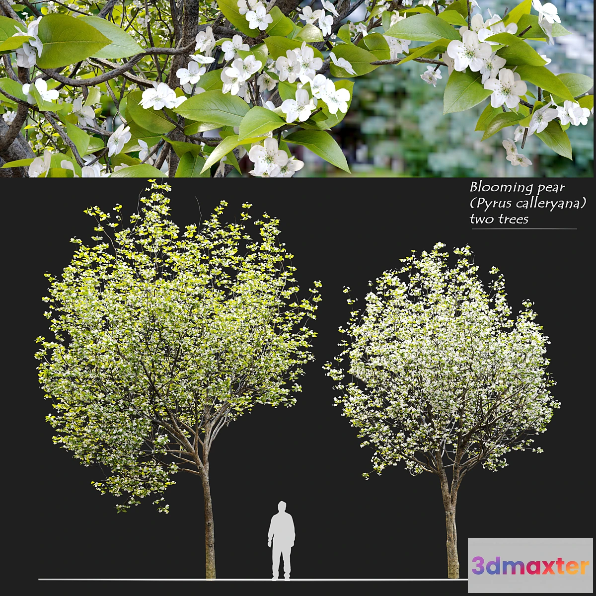 1414112 - Callery pear (pyrus calleryana) 3D Max