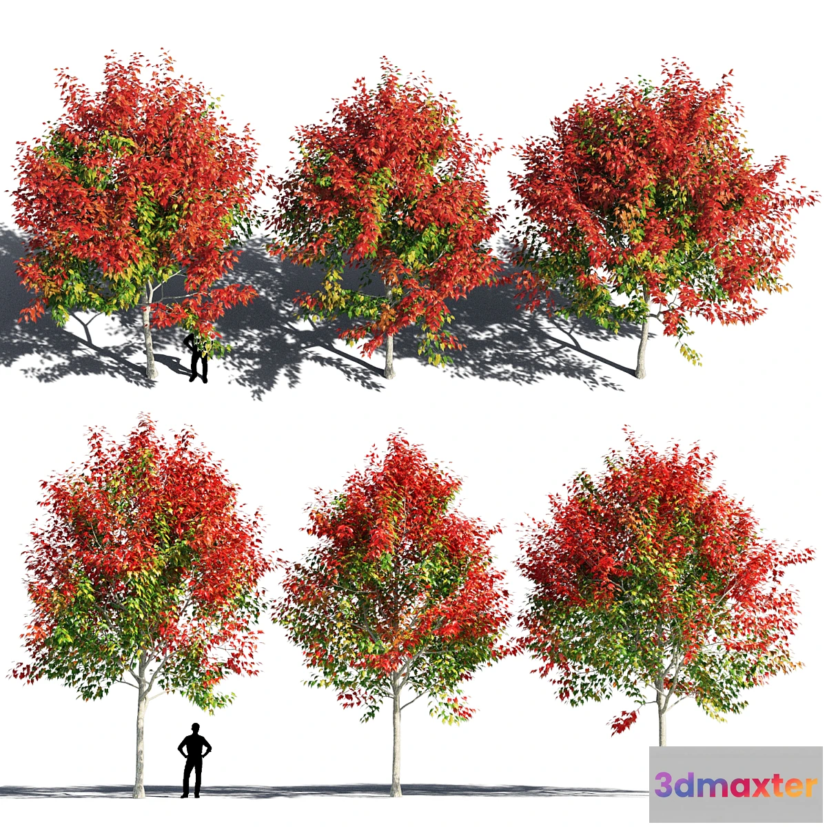 1414686 - Maple 5 3D Max