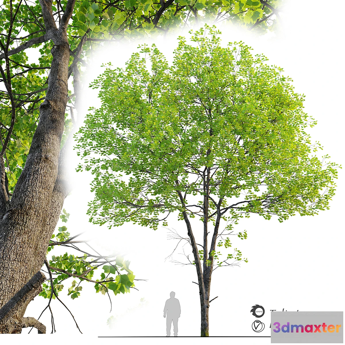 1416042 - Tulip tree 3D Max