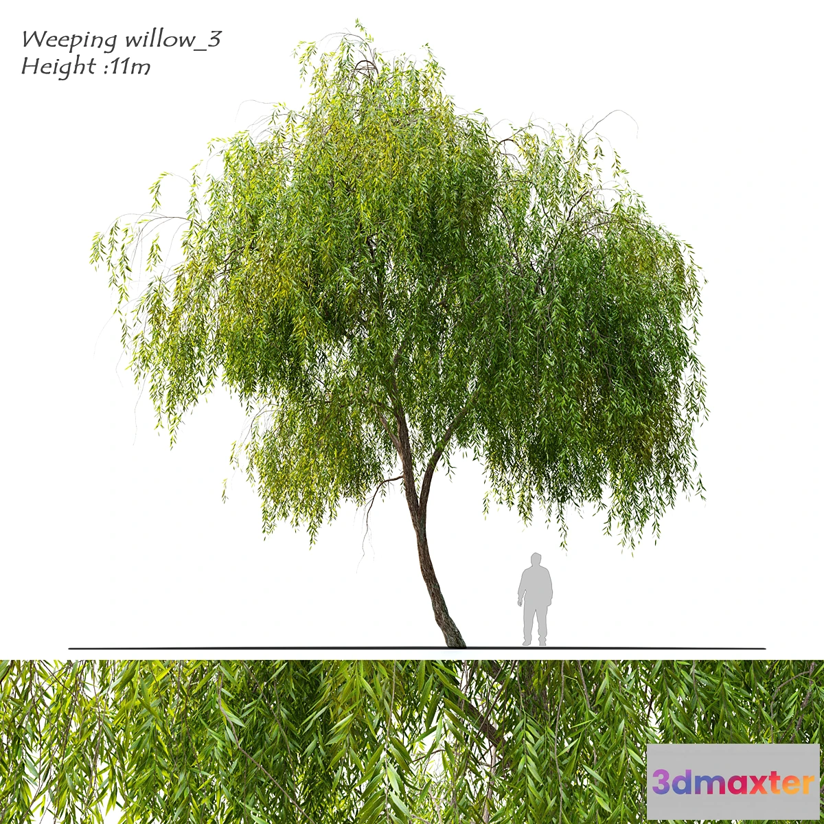 1416246 - Weeping willow 3 3D Max