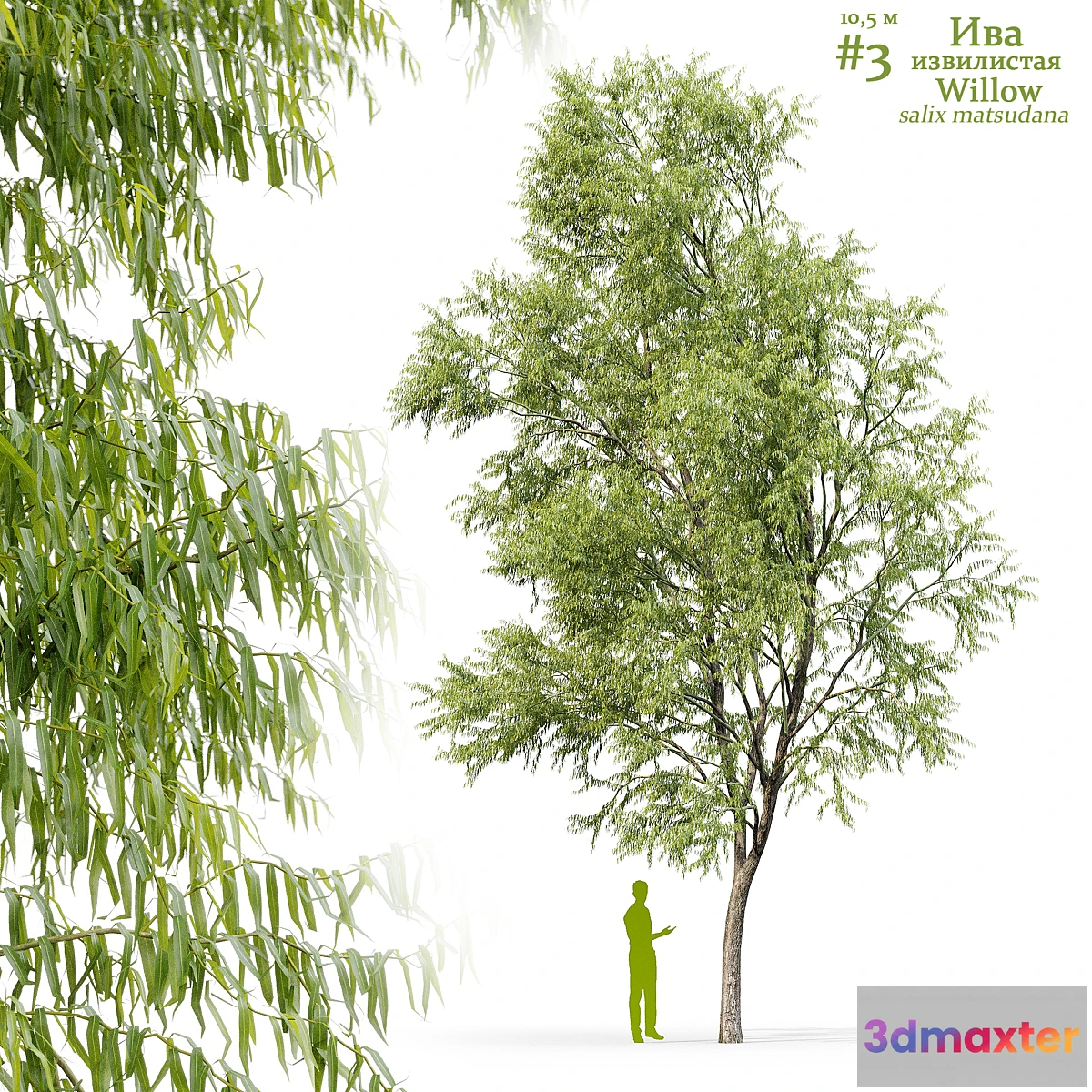 1417580 - Willow _ Salix matsudana #3 3D Max