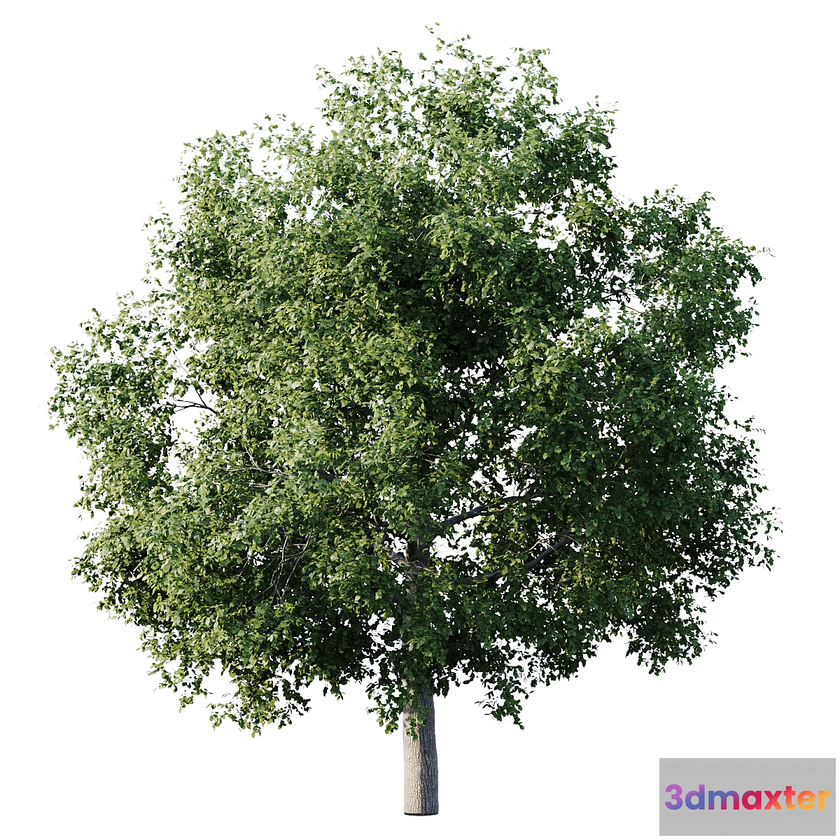 1417752 - Elm 14m 3D Max