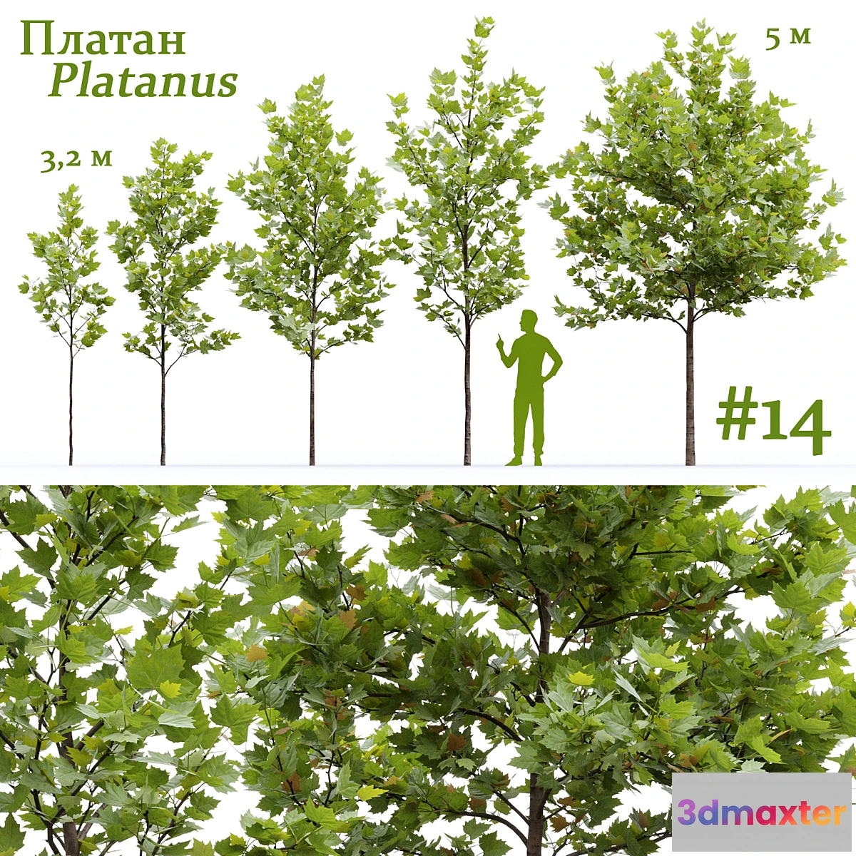 1417900 - Plane-tree _ Sycamore _ Platanus #14 3D Max