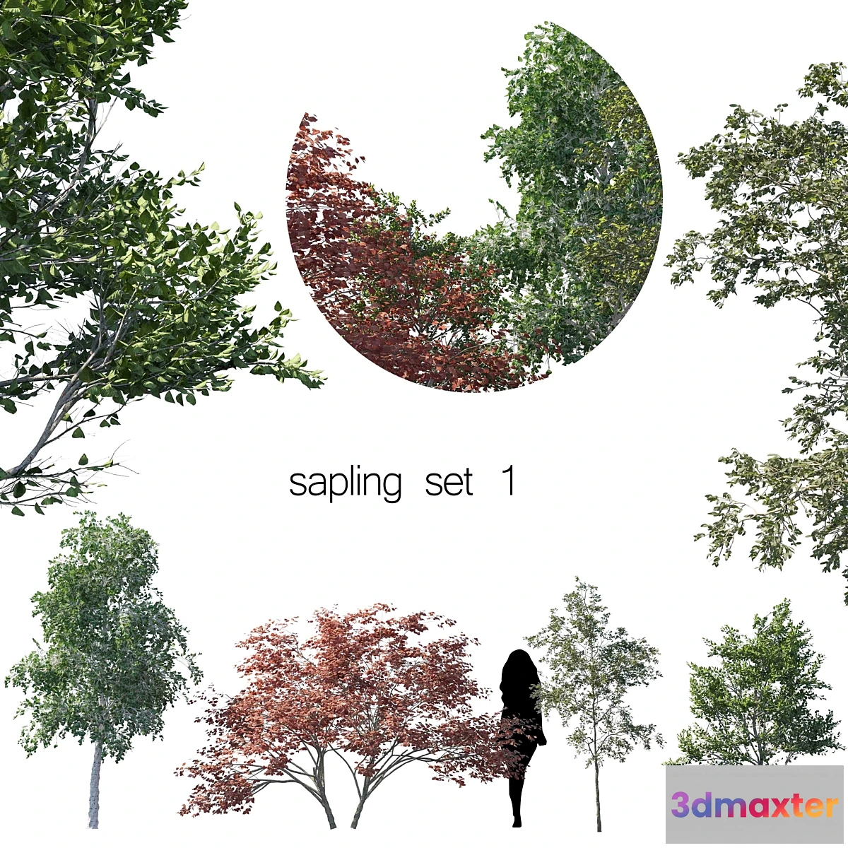 1418636 - sapling set 1 3D Max