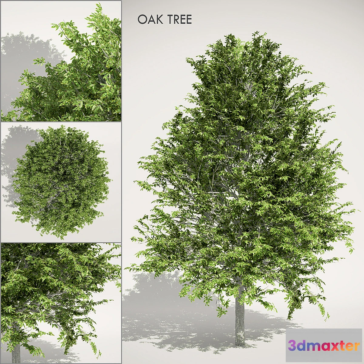 1419526 - Oak Tree 3D Max