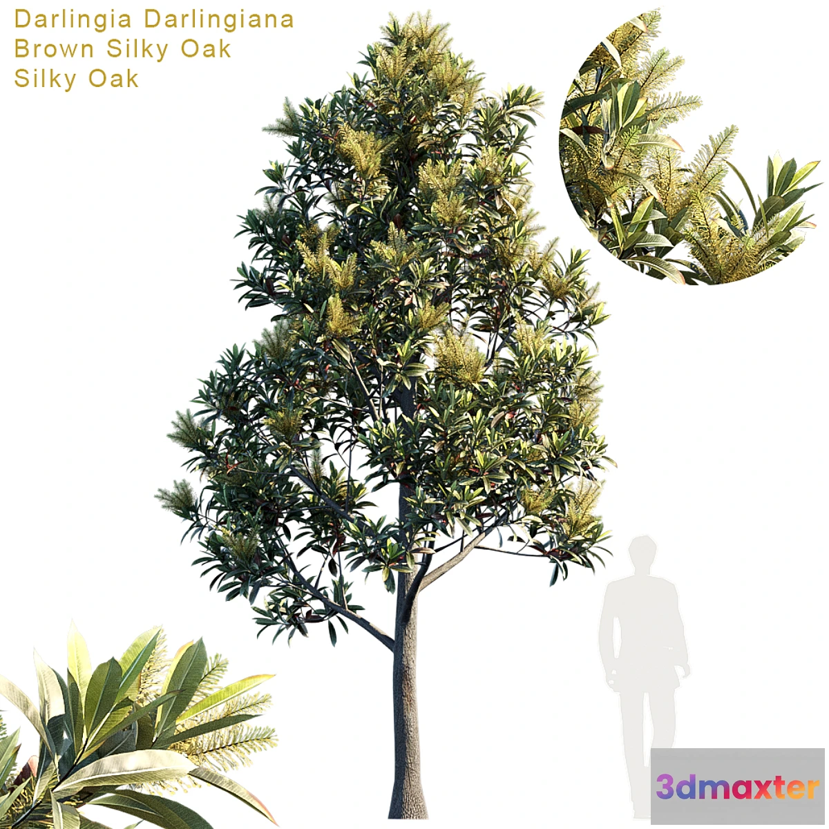 1420176 - Darlingia Darlingiana  Brown Silky Oak 3D Max