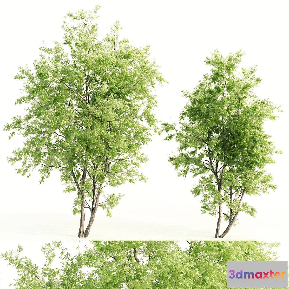 1420288 - 2 jam tree 3D Max