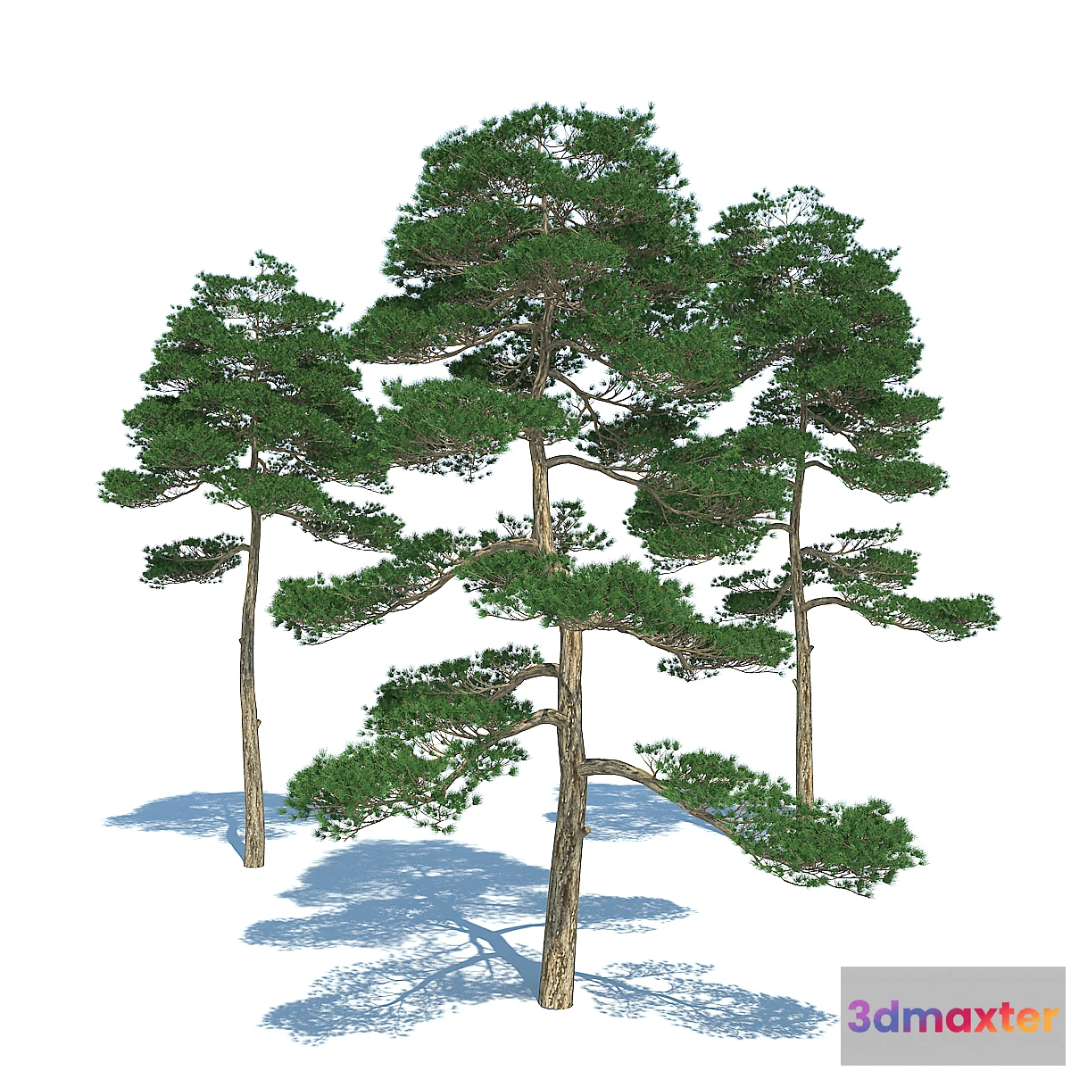 1421294 - Pine tree - set 3 3D Max