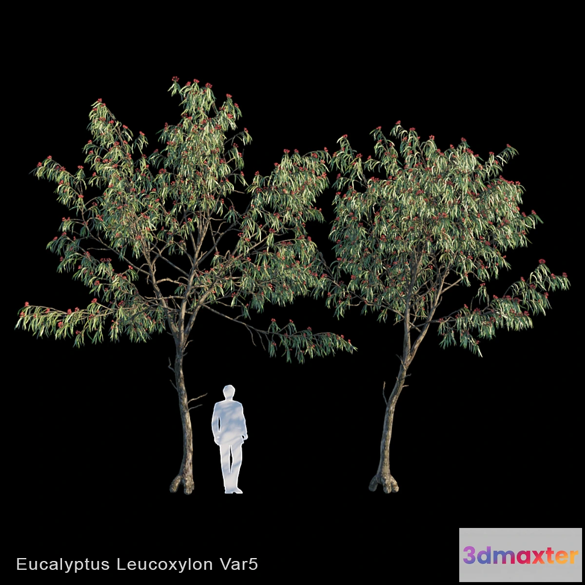 1422134 - Eucalyptus Leucoxylon Var5 3D Max