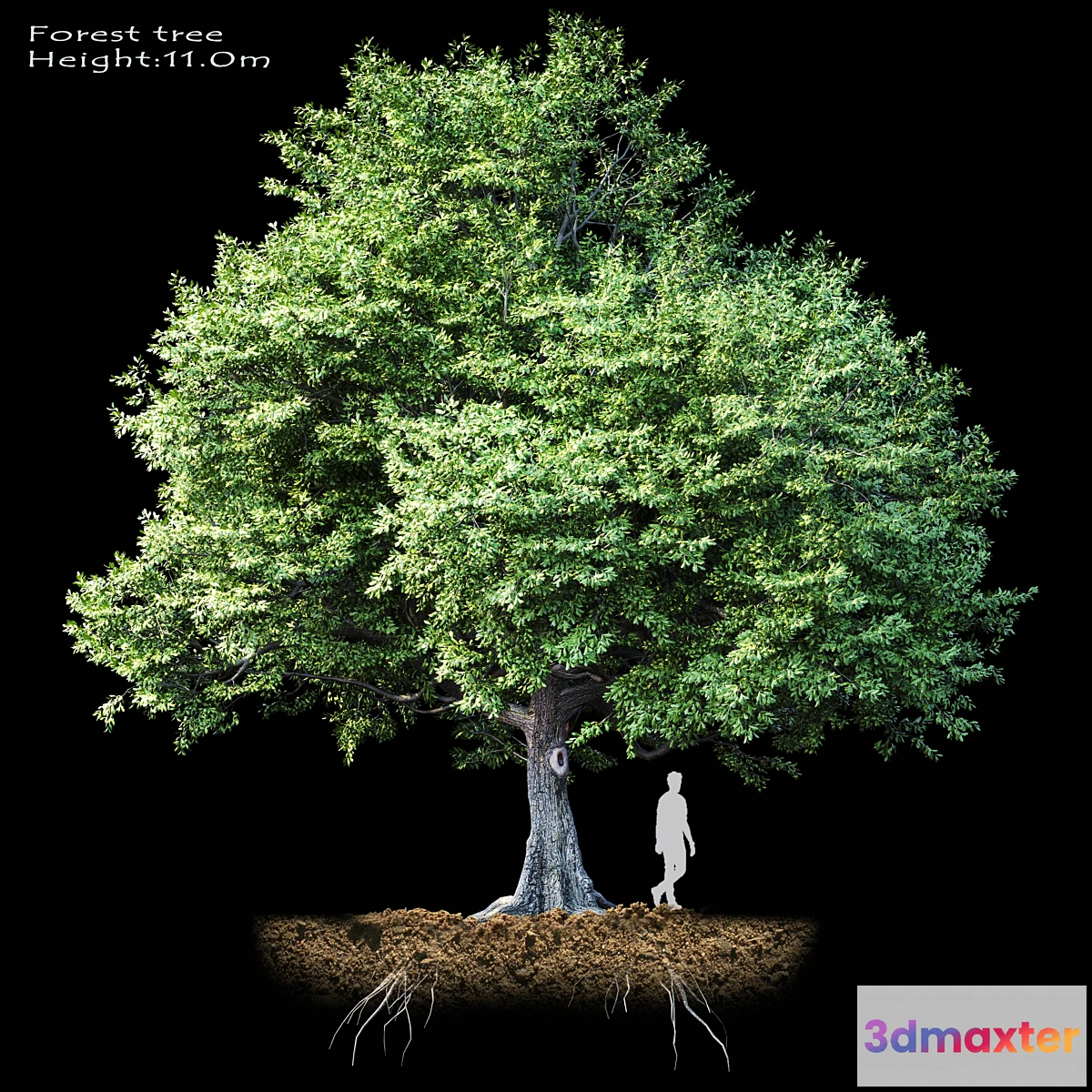 1423056 - Oak-tree 3D Max