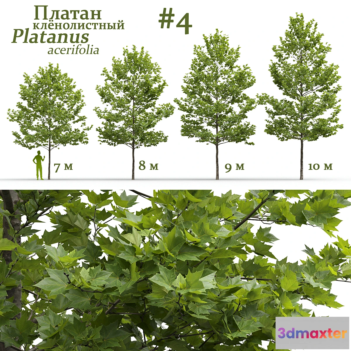 1423512 - Plane-tree _ Sycamore _ Platanus acerifolia #4 3D Max