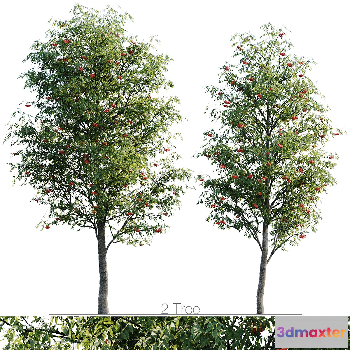 1423856 - Sorbus 4.5m and 3.8m 3D Max