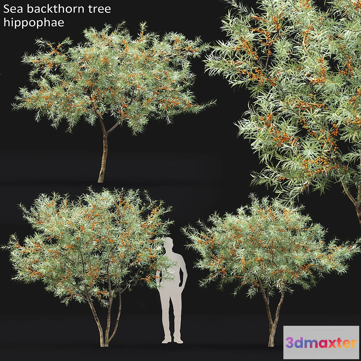 1424118 - Sea Buckthorn  Hippophae # 1 3D Max
