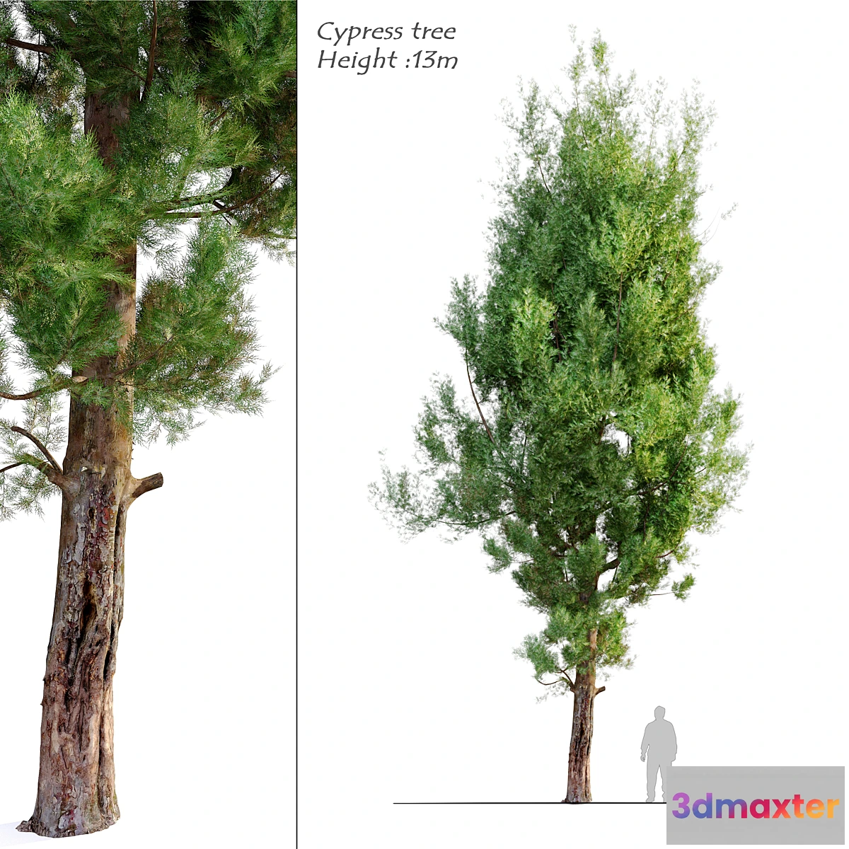 1424498 - cypress tree_5 3D Max