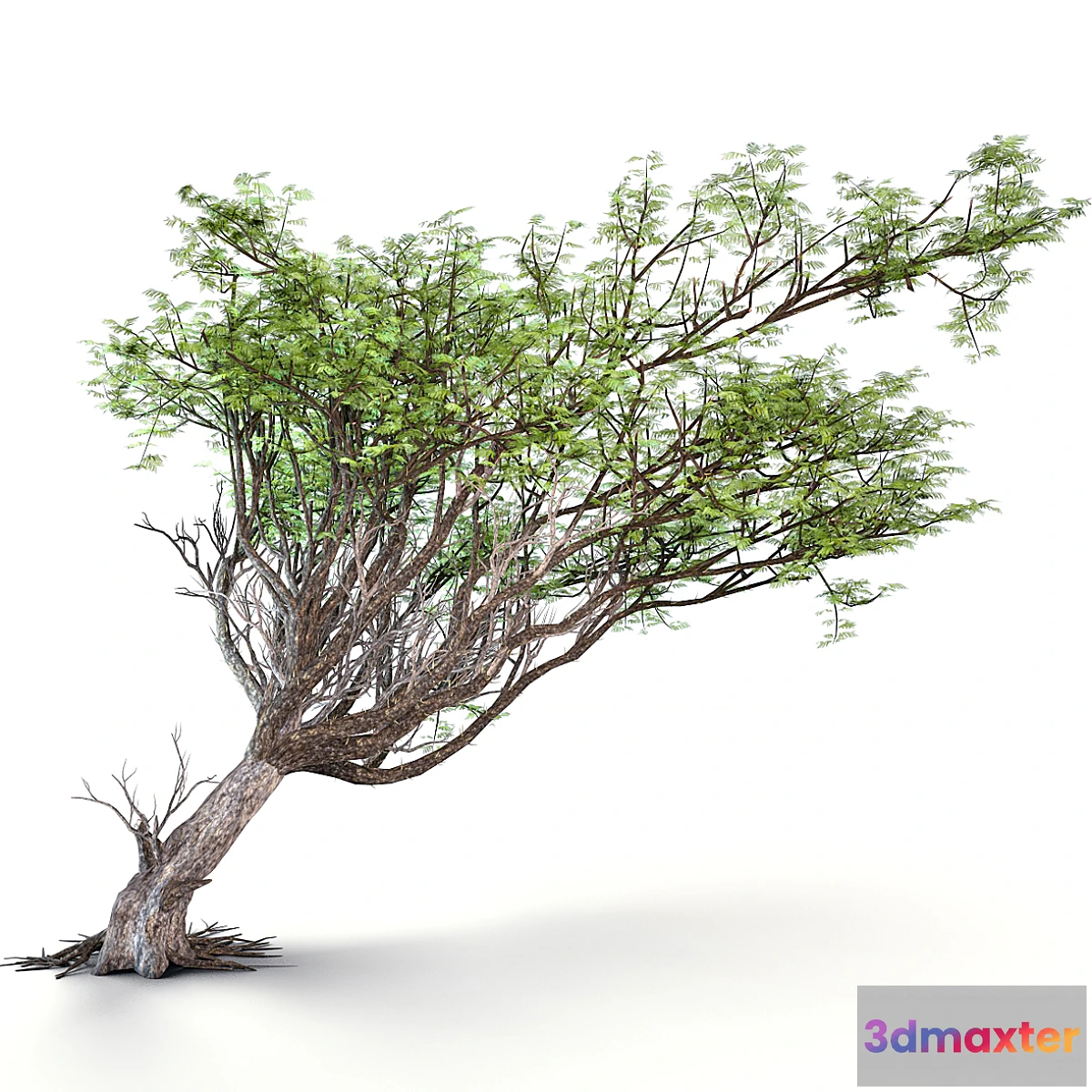 1424622 - Acacia tree 3D Max