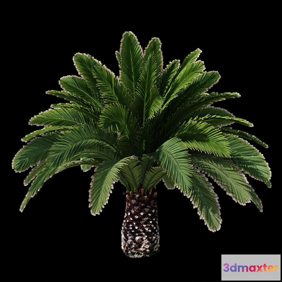 1425536 - Canarian date Phoenix Canariensis V5 February+December 3D Max