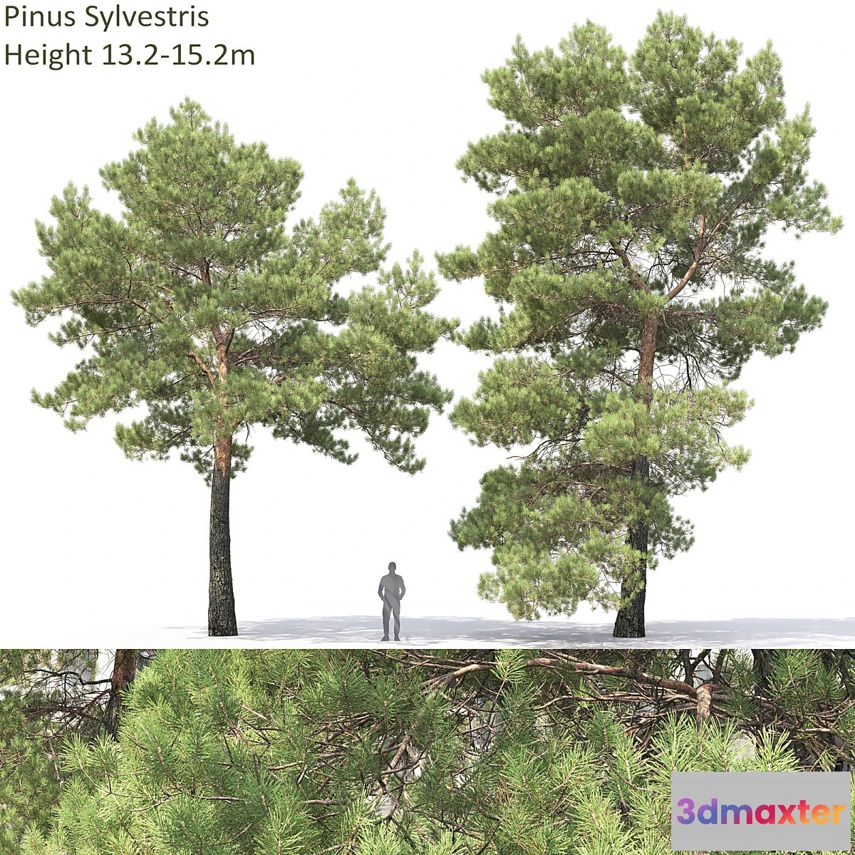 1425646 - Pine 3D Max