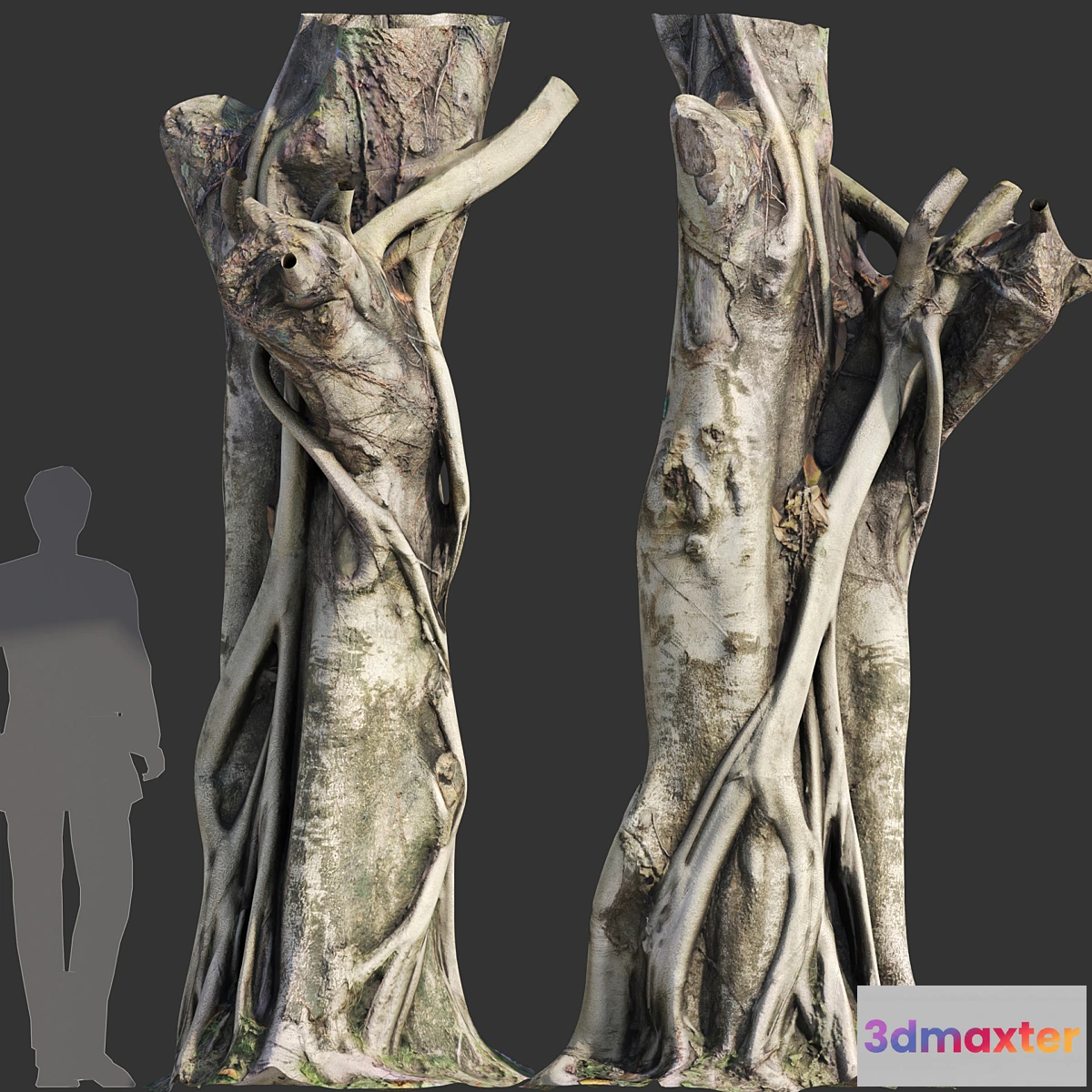 1425856 - Ficus Tree Trunk 10 3D Max