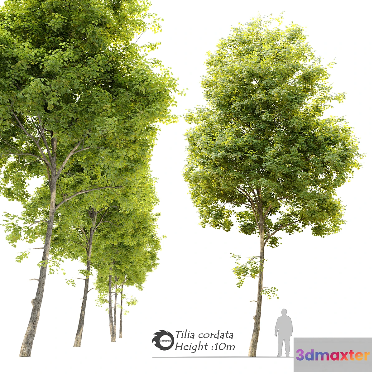 1426278 - Tilia cordata (Linden) tree 3D Max