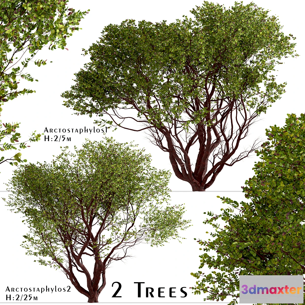 1426690 - Set of Arctostaphylos Trees (Manzanita) (2 Trees) 3D Max