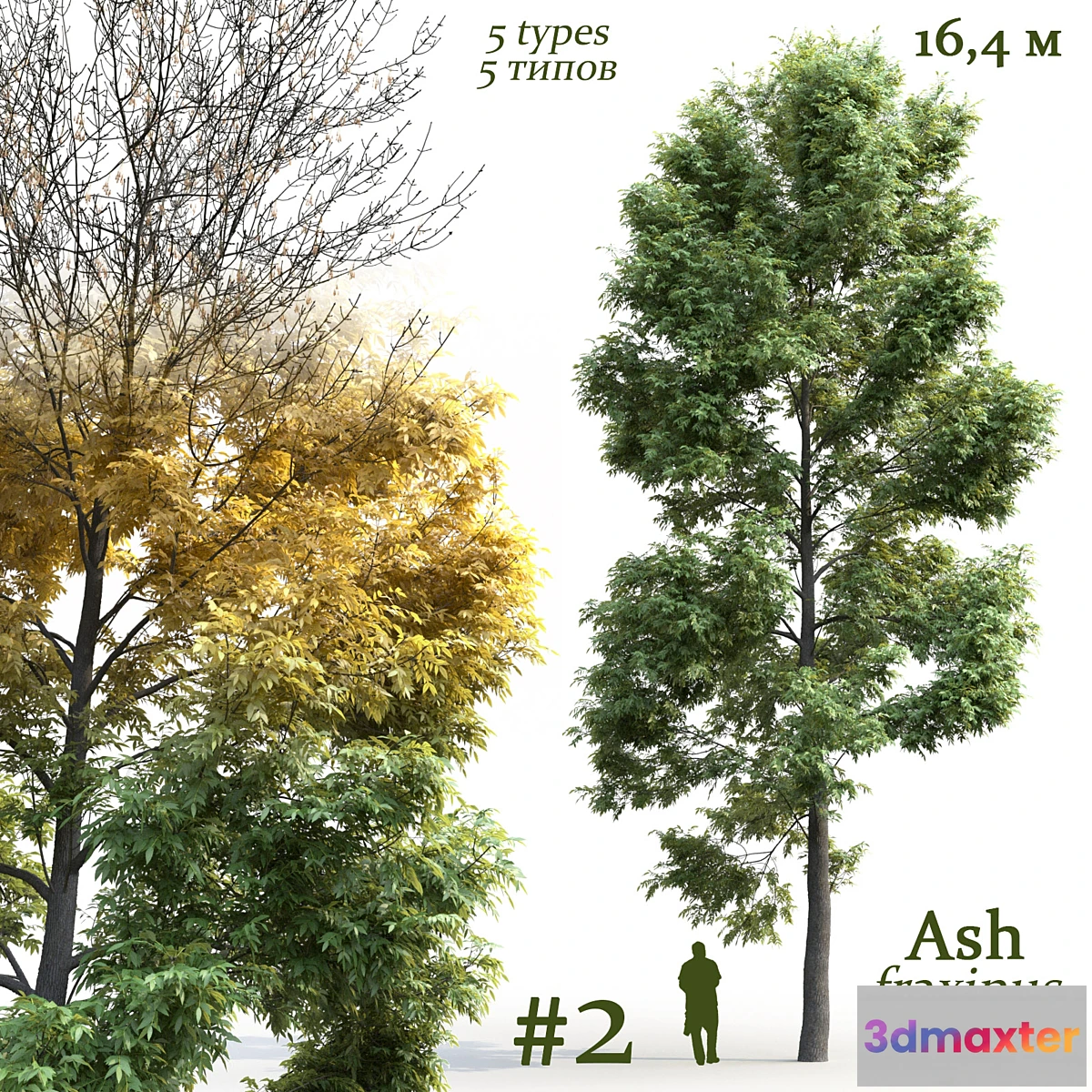 1427054 - Ash-tree _ Fraxinus # 2 3D Max