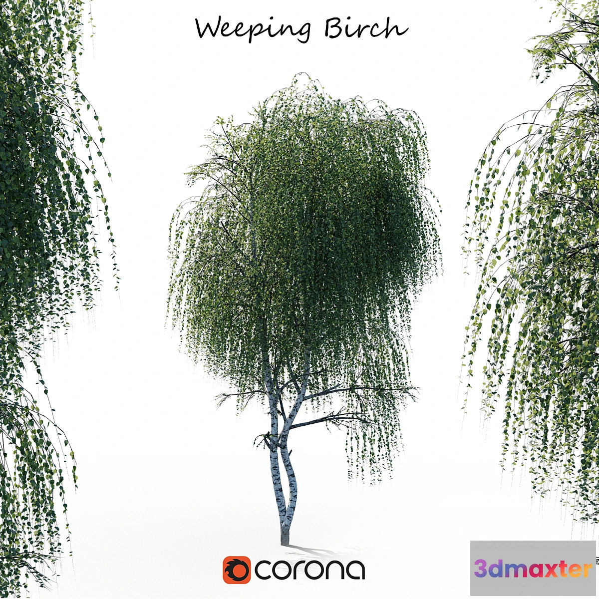 1427060 - weeping Birch 3D Max
