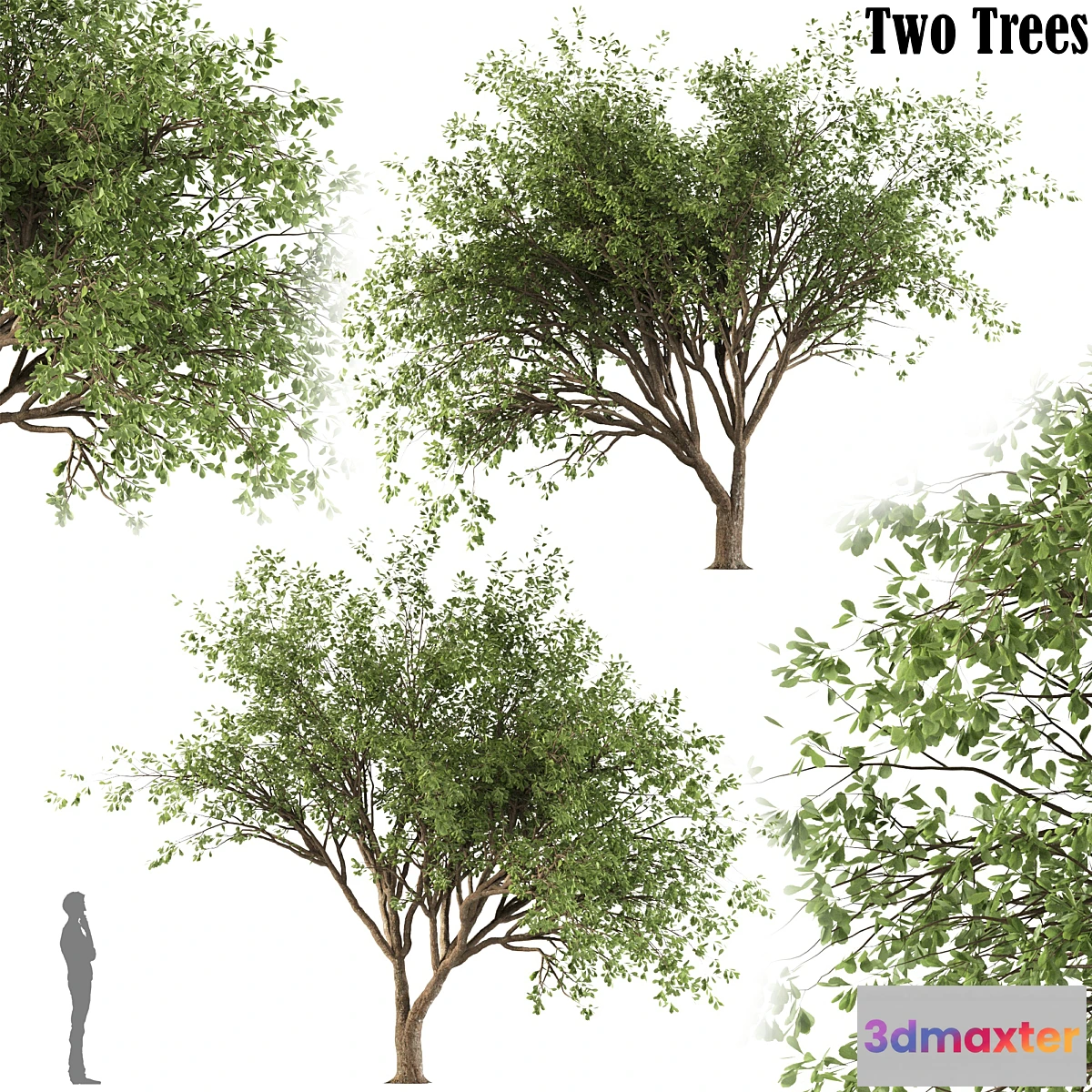 1427130 - Chinese Stewartia tree (two trees) 3D Max