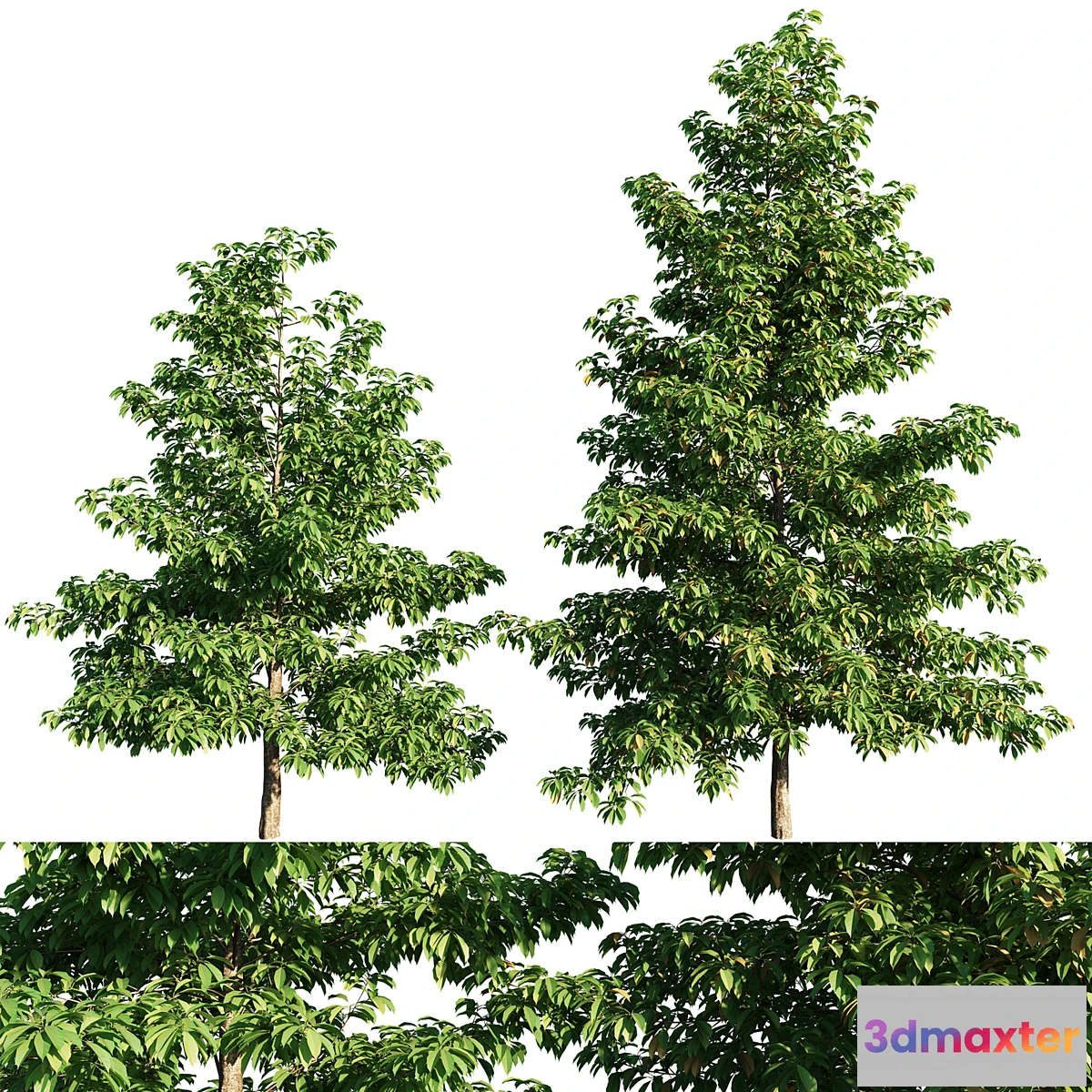 1427200 - Nyssa sylvatica tree 3D Max