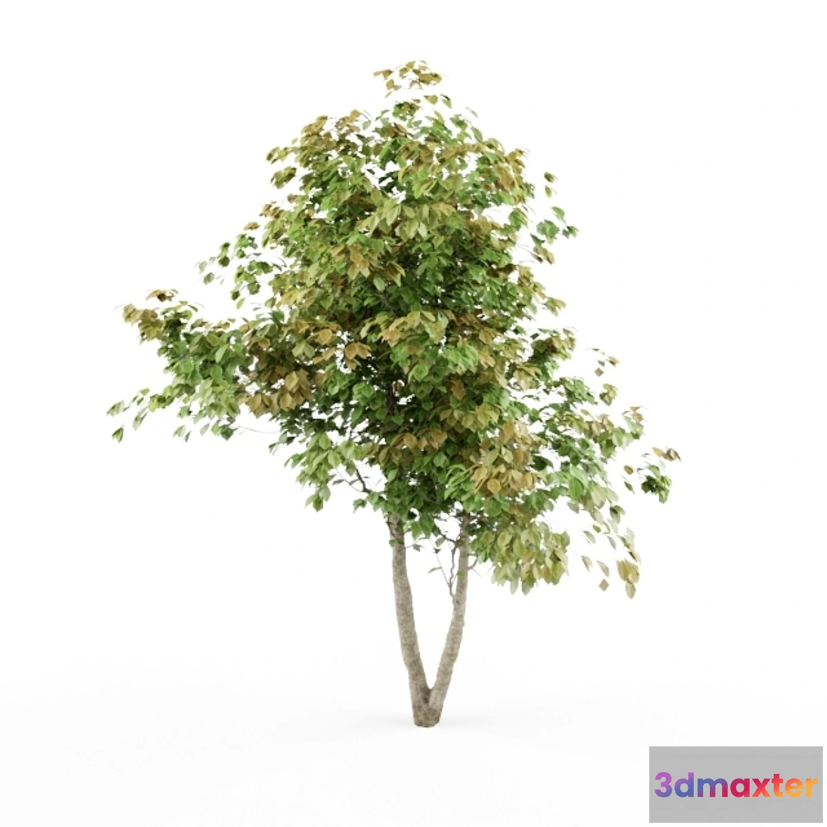 1427296 - HD_tree_01_jefpreti.com 3D Max