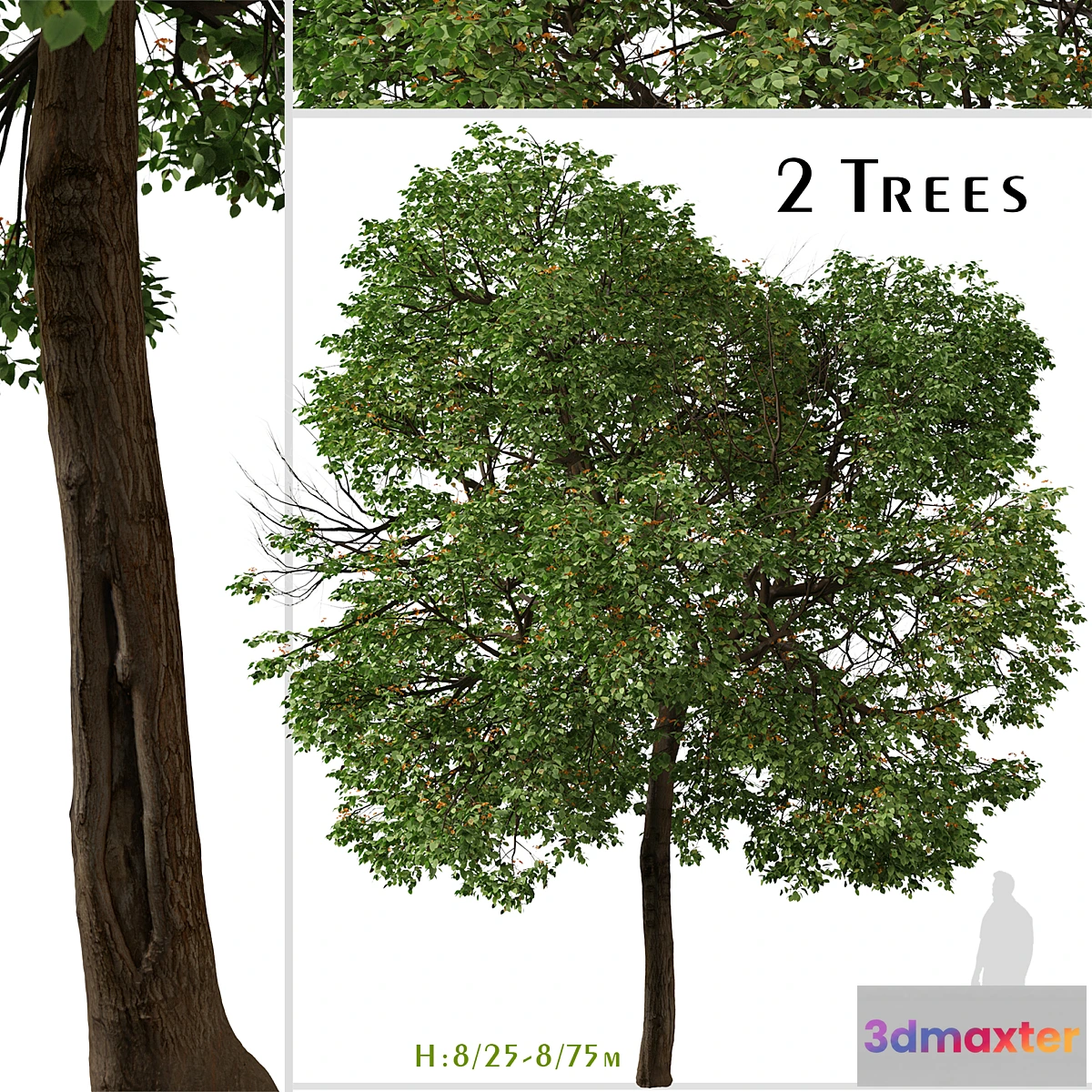 1427308 - Set of Cordia sebestena Tree ( Geiger tree ) (2 Trees) 3D Max
