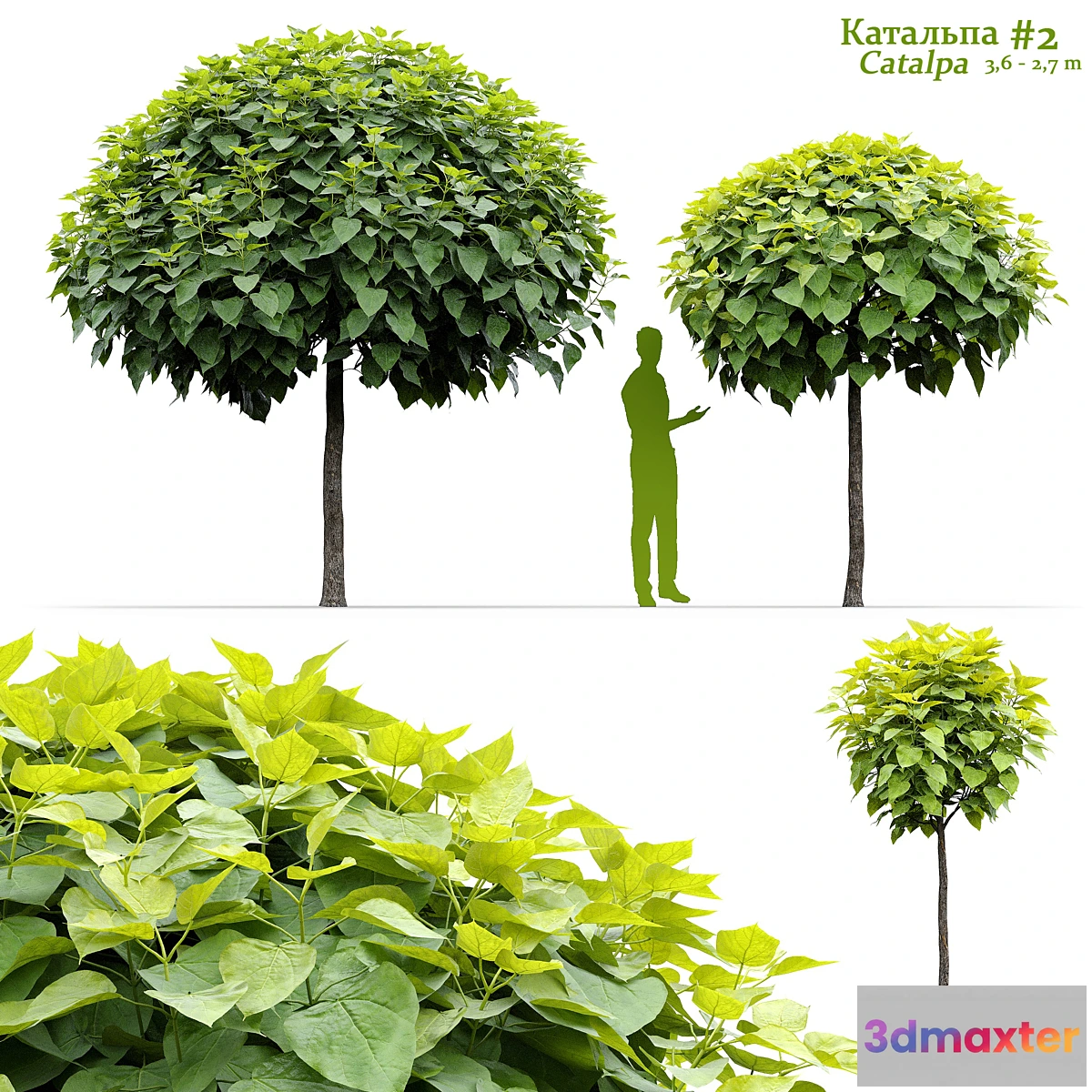 1427828 - Catalpa #2 3D Max