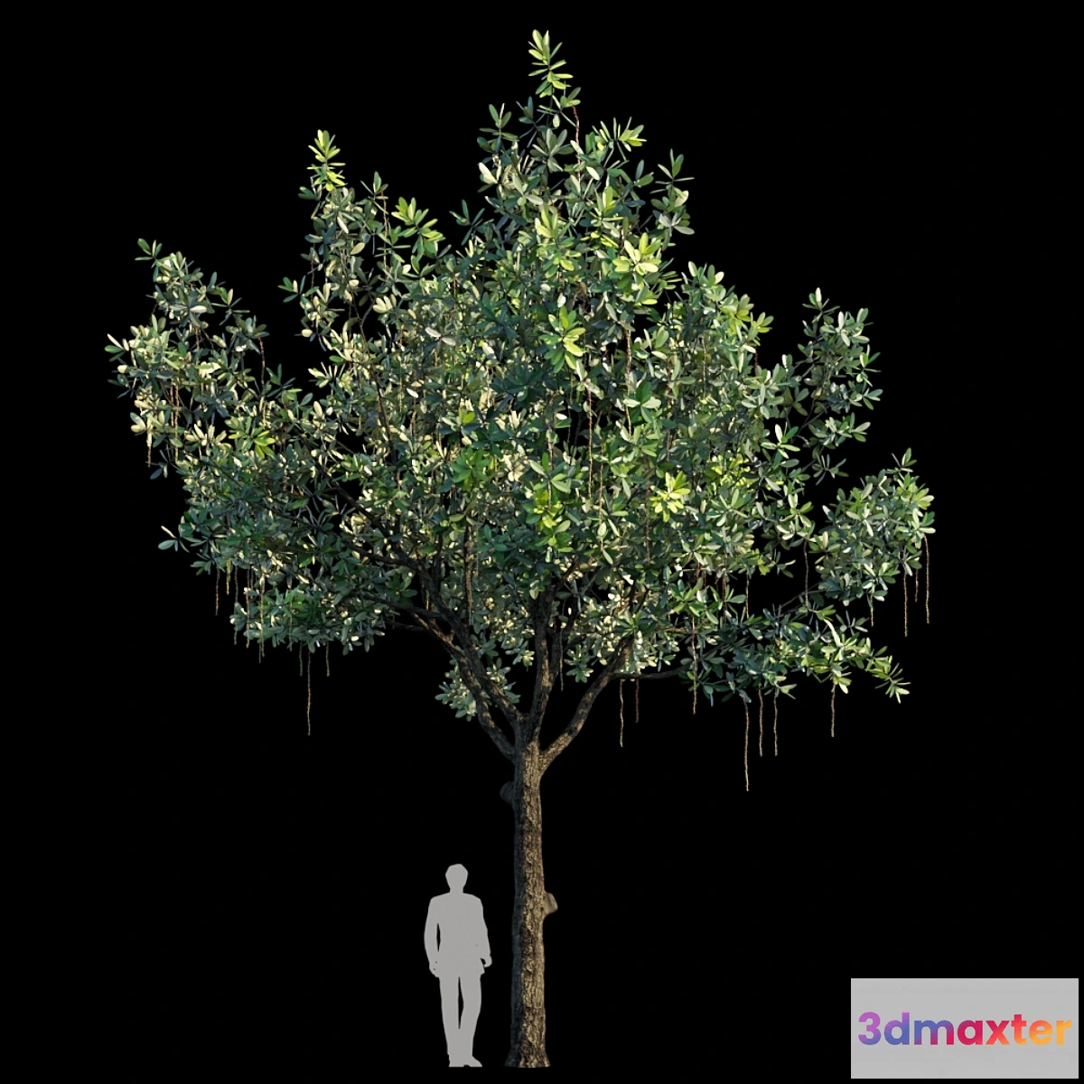 1428016 - Barringtonia Acutangula Var 3 3D Max