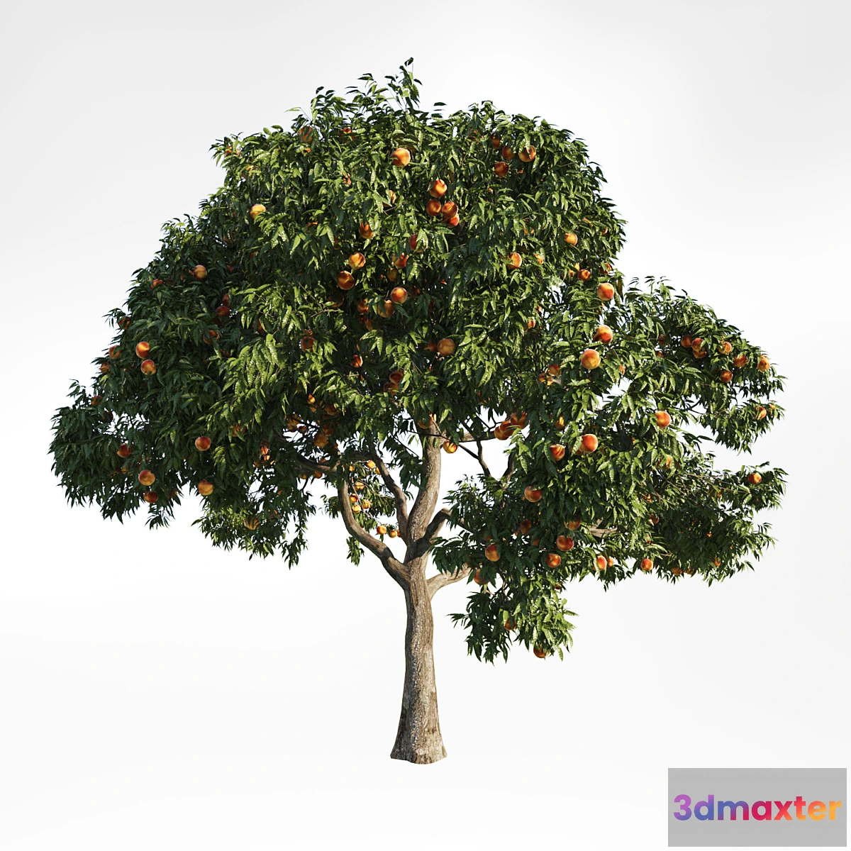 1428026 - peach tree 9 3D Max