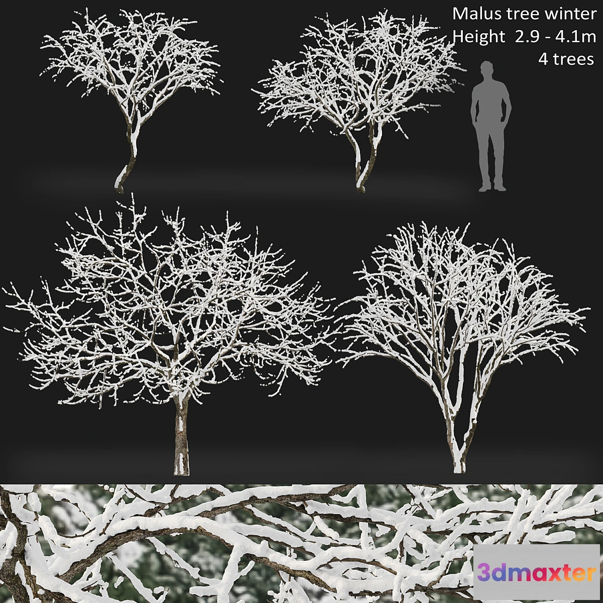 1428186 - Malus winter tree 3D Max