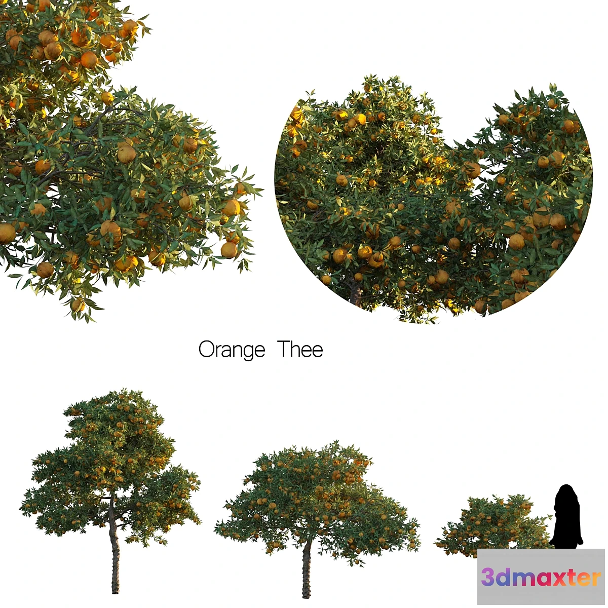 1428472 - Orange thee 3D Max