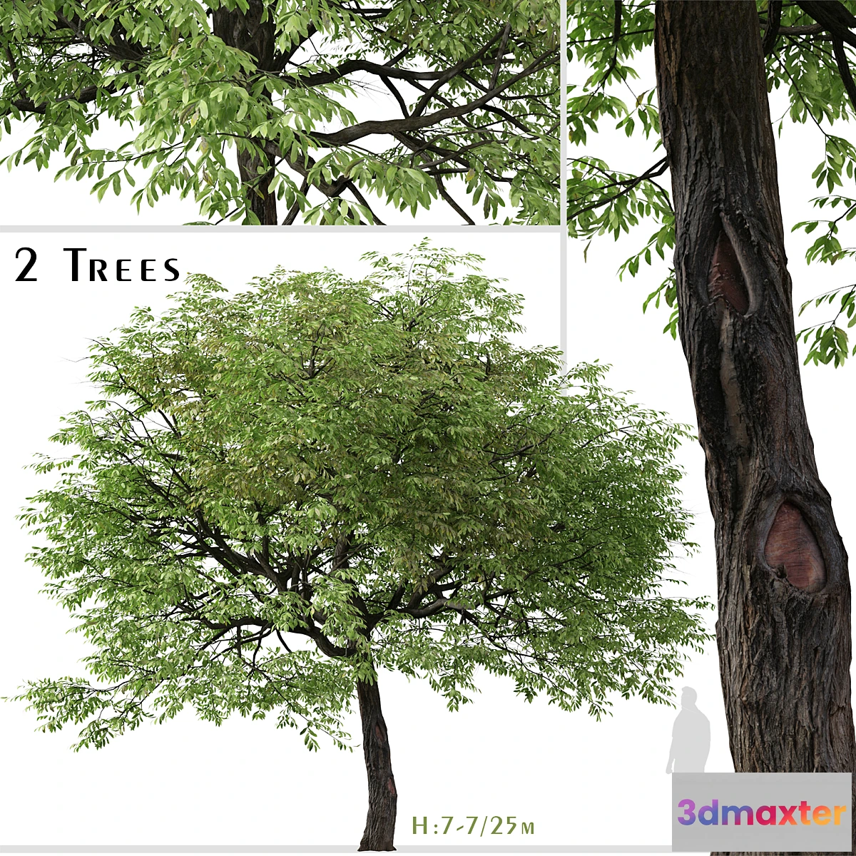 1428854 - Set of Juglans nigra Tree (Eastern black walnut) (2 Trees) 3D Max