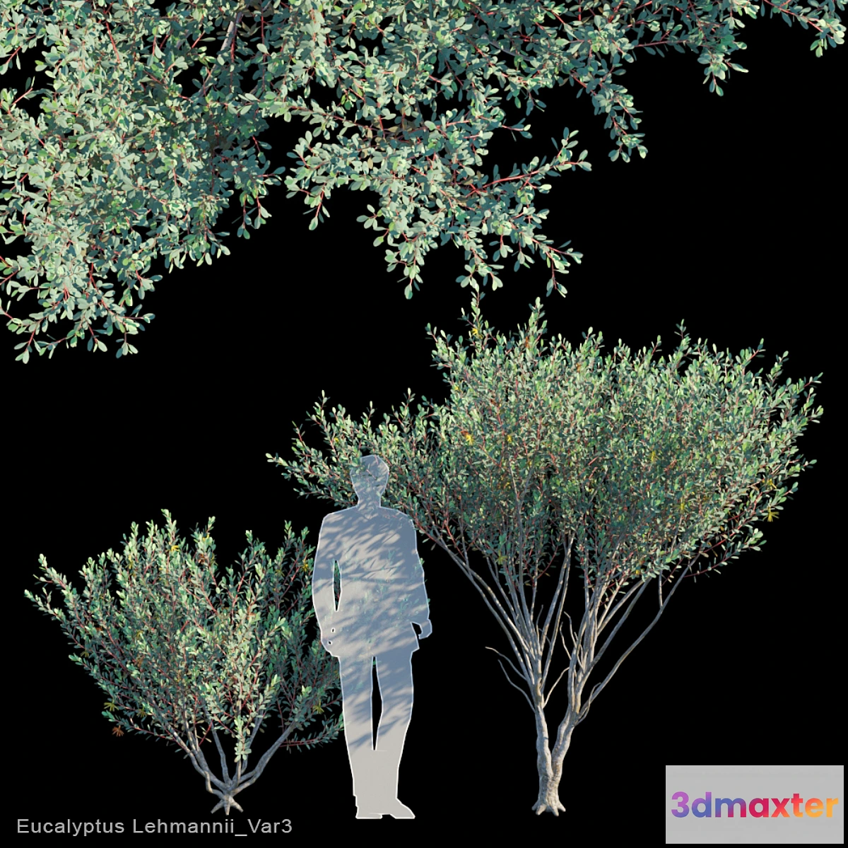 1428898 - Eucalyptus Lehmannii Var3 3D Max