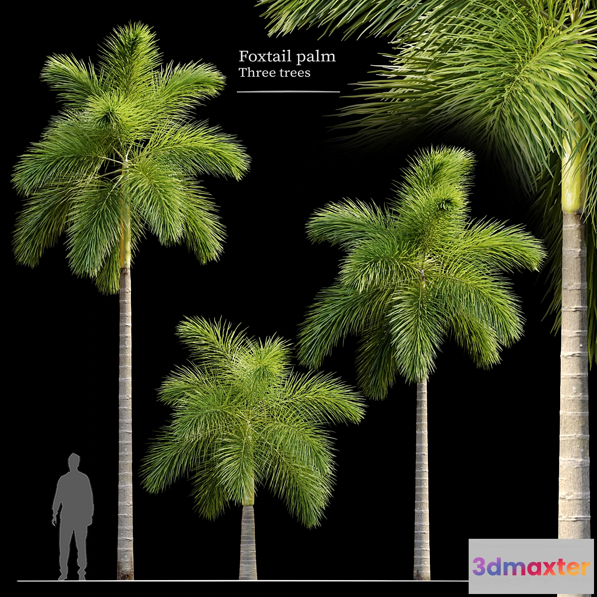 1429036 - Foxtail palm 3D Max