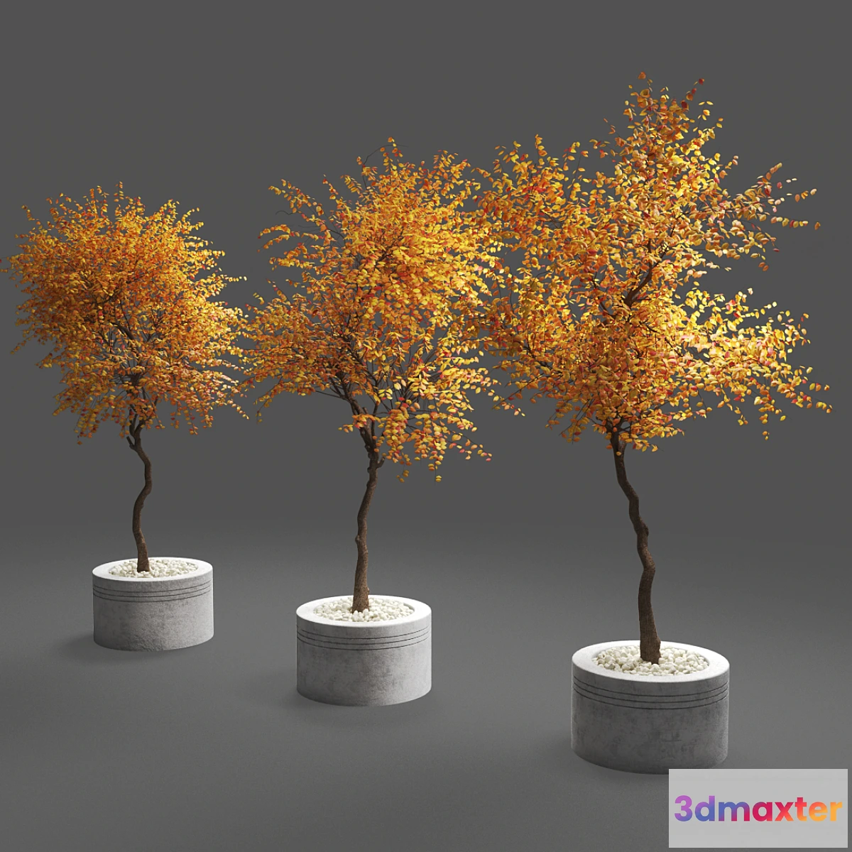 1430108 - autumn trees 3D Max