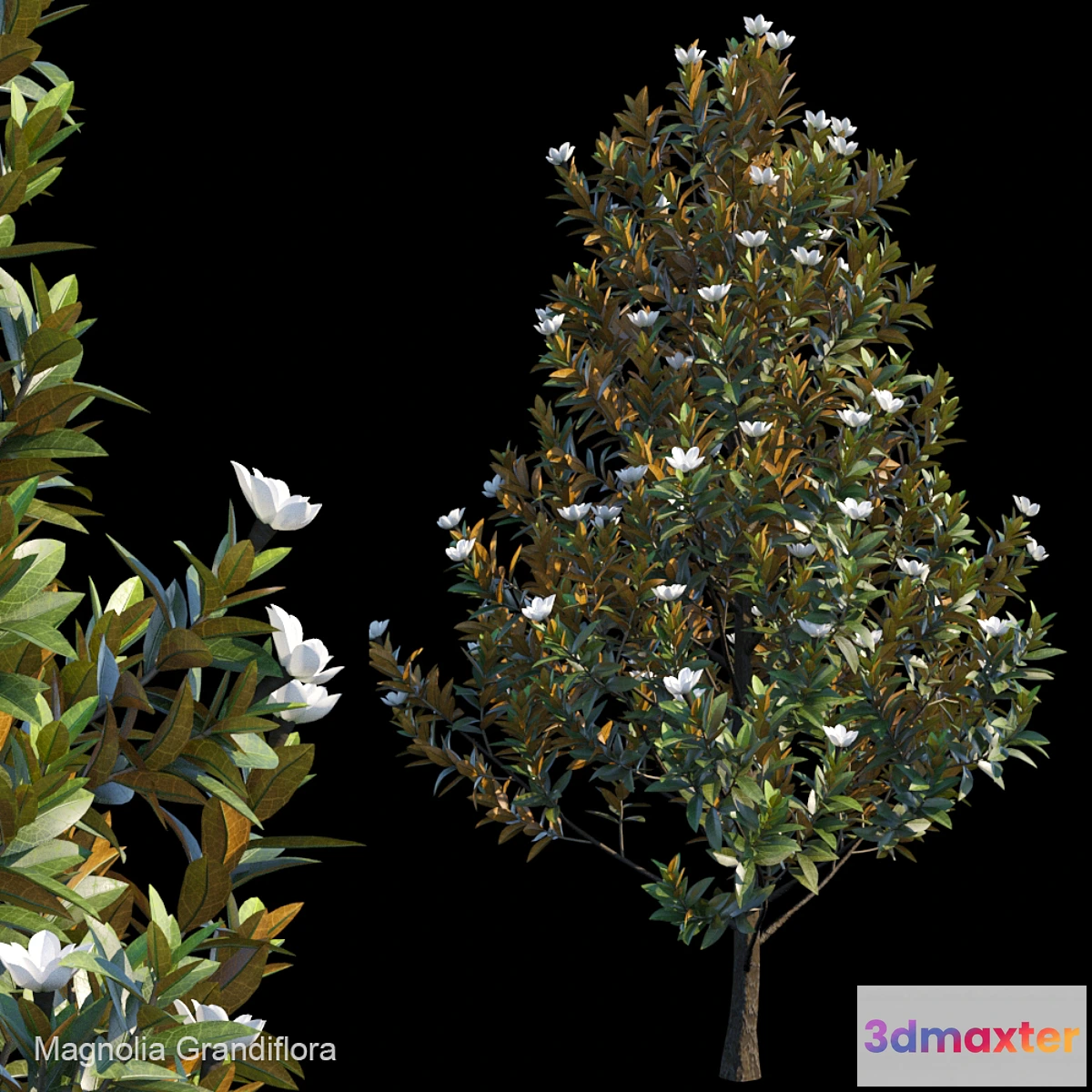 1430864 - Magnolia Grandiflora 3D Max