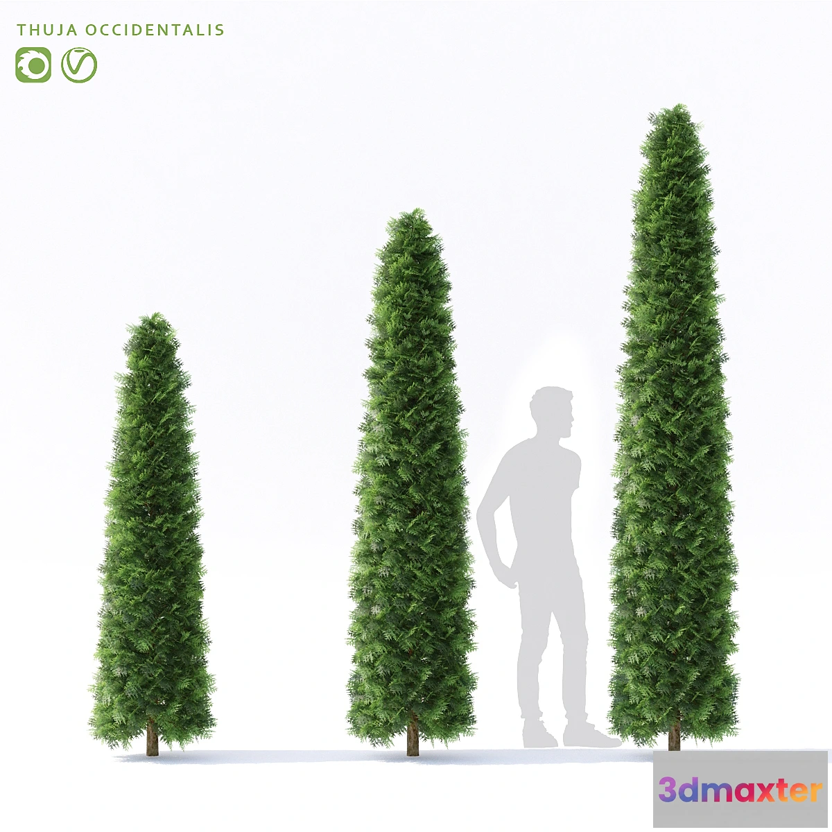 1430908 - Thuja western  Thuja occidentalis 3D Max