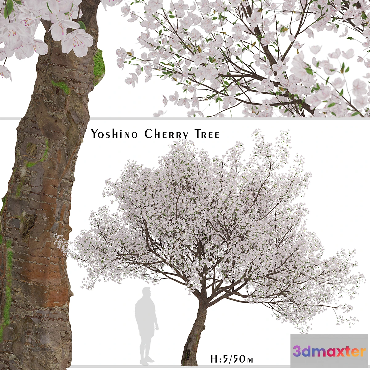 1431556 - Yoshino Cherry Tree (Prunus yedoensis) (1 Tree) 3D Max