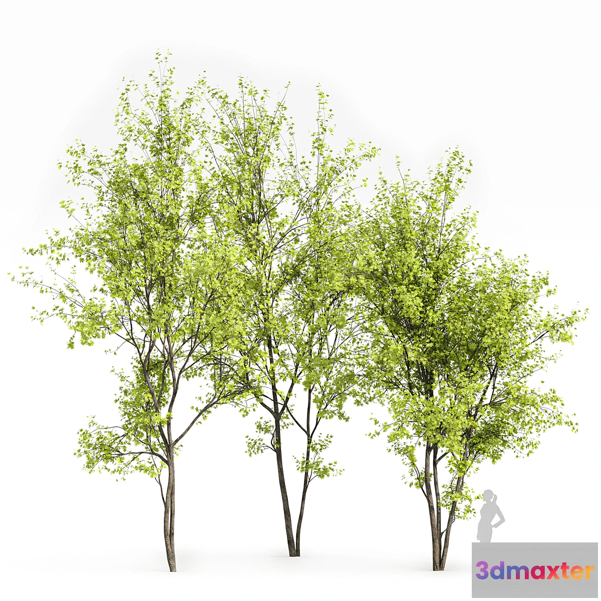 1434346 - Real Tree Acer Saccharinum Spring 3D Max