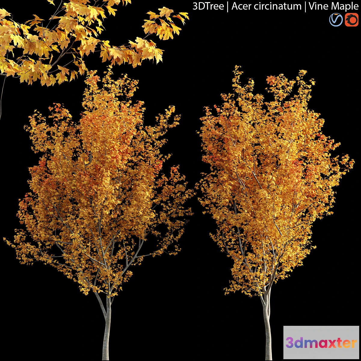 1434804 - Acer circinatum  Vine Maple 04 3D Max